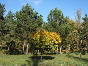 Юбилейный парк