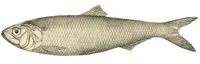 Alosa tanaica xxxx 2.jpg