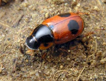 Aphodius bimaculatus.jpg