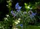 Borago officinalis, blue blossom.jpg
