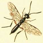 Britishentomologyvolume3Plate301 Janus crop.jpg