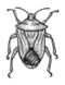 Bug (PSF).jpg