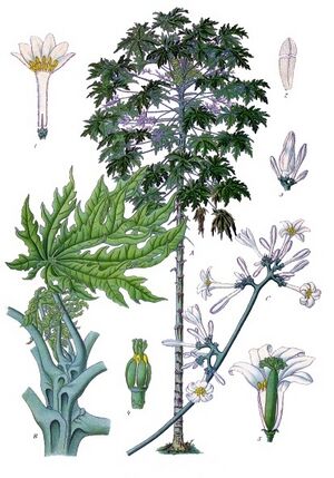 Carica papaya - Köhler–s Medizinal-Pflanzen-028.jpg
