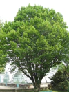 Carpinus betulus 01 by Line1.jpg