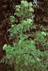 Conium maculatum.jpg
