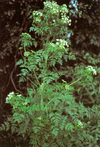 Conium maculatum.jpg