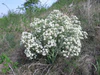 Crambe tataria 1.jpg