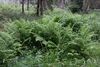 Dryopteris1600.JPG