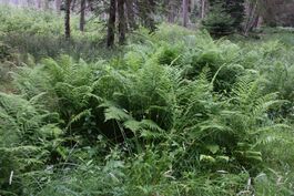 Dryopteris1600.JPG