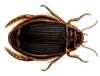Dytiscus latissimus rotate.jpg