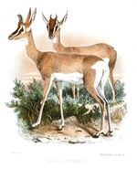 GazellaSoemmerringiWolf.jpg