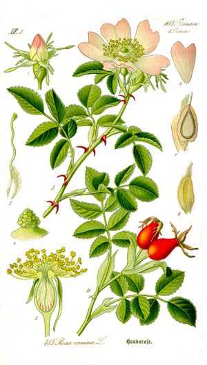 Illustration Rosa canina1.jpg