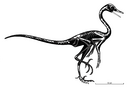 Natovenator skeletal (holotype).png