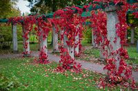 Pergola in Oranienbaum Park 01.jpg