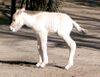 PrzewalskisHorseFoal.jpg