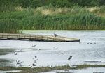 Rye Meads RSPB Nature Reserve - geograph.org.uk - 199213.jpg