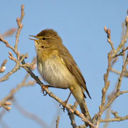 Willow Warbler Phylloscopus trochilus.jpg