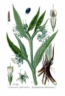 225 Symphytum officinale L.jpg