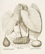Basilius Besler002.jpg
