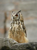 Bubo bubo 1.jpg