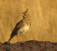Crested Lark at Tembavli.jpg