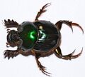 Dung Beetle (Helictopleurus giganteus) (8436619870).jpg