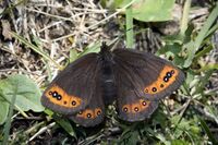 Erebia triaria1.jpg