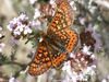 Euphydryas aurinia beckeri.jpg
