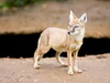 Fox---Vulpes-corsac---(Gentry).jpg