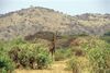 Giraffe Manyara N P.jpg