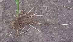 Grote brandnetel rhizomen (Urtica dioica).jpg