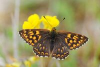 Hamearis lucina (4724714763).jpg