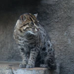 Prionailurus viverrinus.jpg