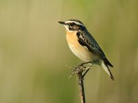 Saxicola rubetra -Belgium -male-8.jpg