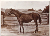 TvN, Anglonormanne.JPG