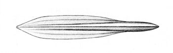 Uroteuthis duvauceli gladius.jpg