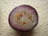 Vaccinium fruit.JPG