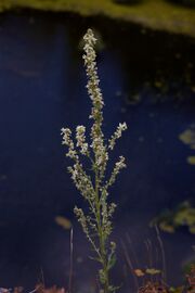Verbascum lychnitis MichaD.jpg