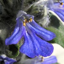 Ajuga reptans20090519 26.jpg