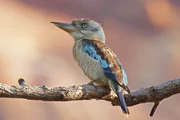 Blue-winged Kookaburra, Kakadu NP 5993.jpg
