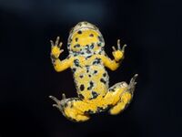 Bombina variegata 32.jpg