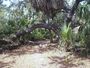 Caladesi trail oak.jpg