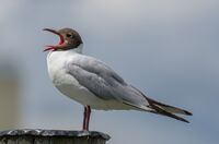 Chroicocephalus ridibundus 2012a.jpg