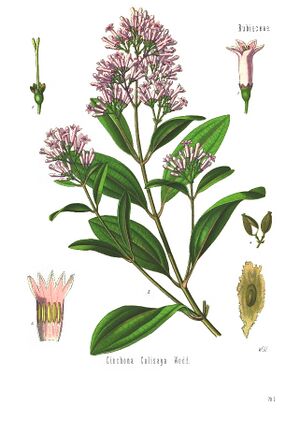 Cinchona calisaya - Köhler–s Medizinal-Pflanzen-179.jpg