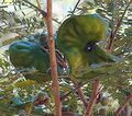 Enterolobium cyclocarpum, pods of the Elephant Ear tree or Orejon. (10150160866).jpg