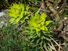 Euphorbia rigida (Euphorbiaceae).jpg