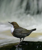 Eurasian White-fronted Dipper, C cinclus.JPG