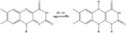 FAD FADH2 equlibrium.png