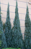 Juniperus scopulorum Blue Heaven 1.jpg