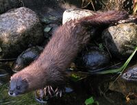 Mustela lutreola-cropped.jpg